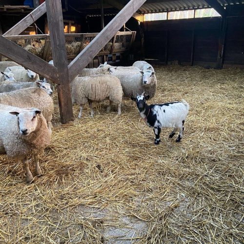 1. Onze nieuwe geit Sari wil graag bij de schapen wonen