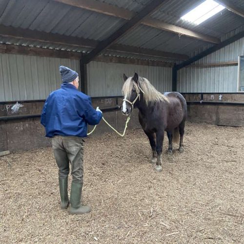 3.-nooit-te-oud-om-te-leren-lichaamstaal-stuurt-het-paard